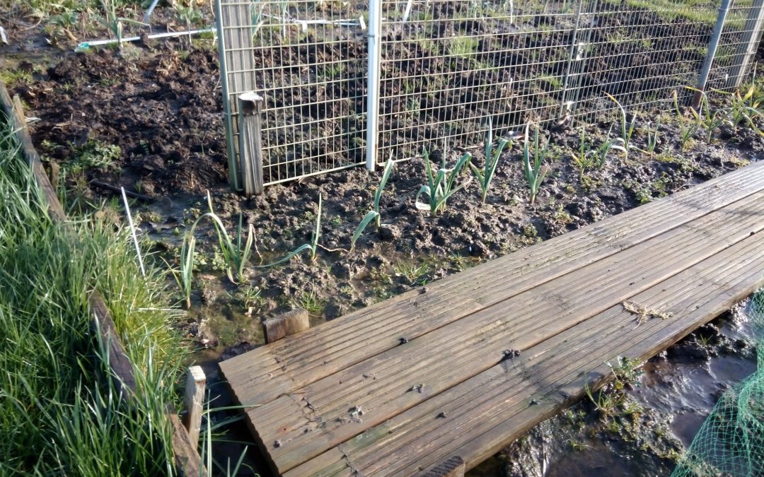 Plot 13: Lucky for Some!