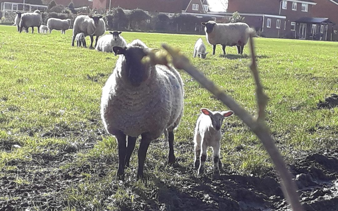 Spring at Plot 13