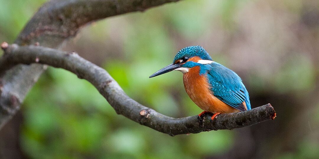Kingfisher (Alecdo atthis)